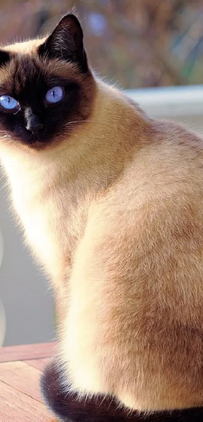 Elegant Siamese cat with striking blue eyes in soft lighting.