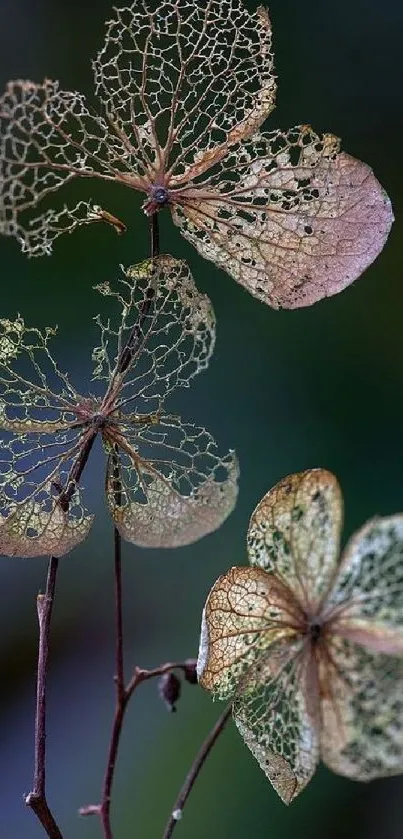 Delicate skeleton leaves in earthy colors, perfect for a stylish wallpaper.