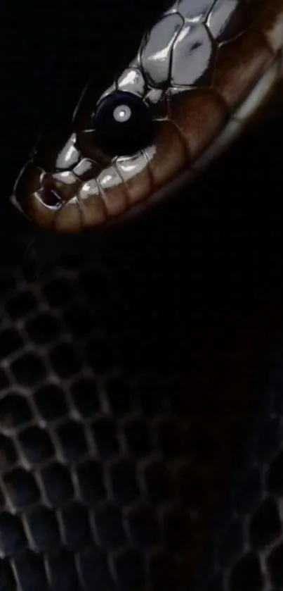 Close-up of a snake with dark scales and a glossy black eye set against a deep background.