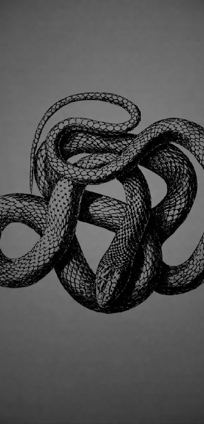 Elegant black snake intertwined on a dark background.