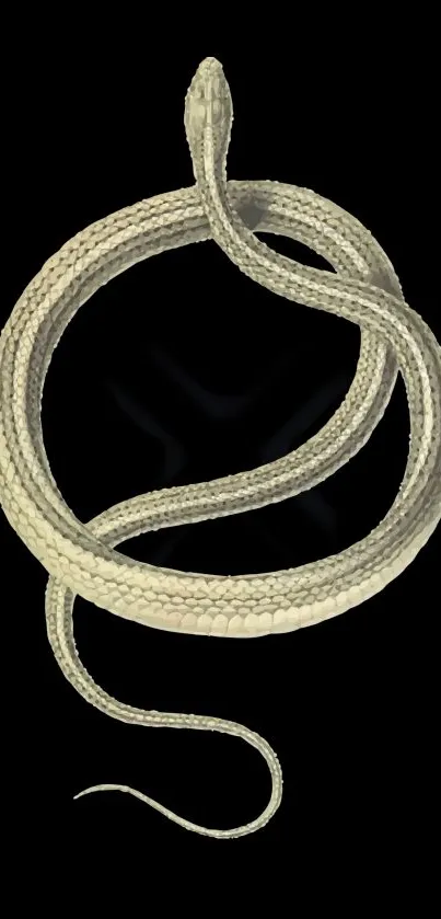 Elegant snake design on black background for mobile wallpaper.