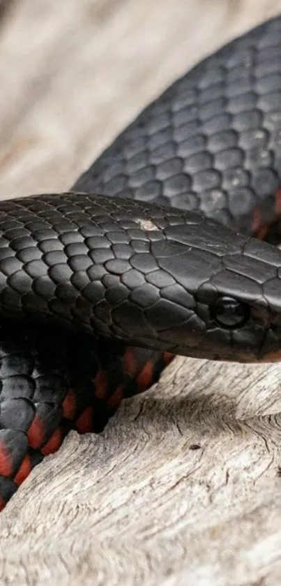 Black snake coiled on driftwood, elegant wildlife wallpaper.