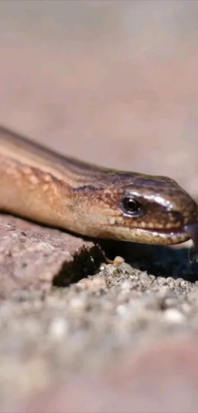 A brown snake elegantly slithers across rocky terrain in this mobile wallpaper.