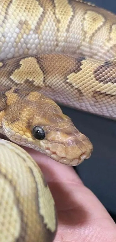 Close-up of a golden python showing detailed scale patterns.