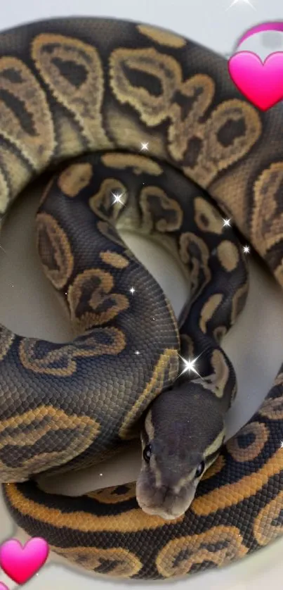 Coiled python surrounded by pink hearts and sparkles.