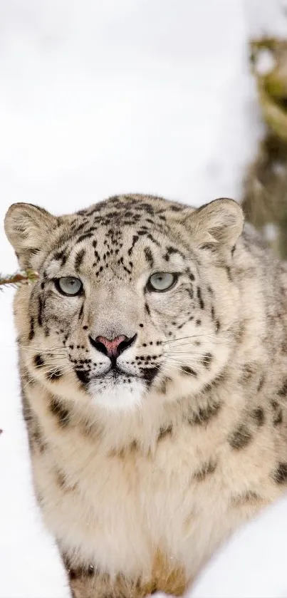 Portrait of a snow leopard in a snowy setting.