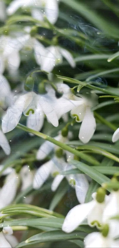 Elegant snowdrop flowers with lush green leaves in a serene wallpaper design.