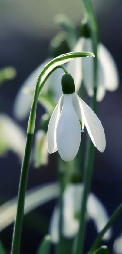 Beautiful snowdrop flower with white petals and green stem in close-up view.