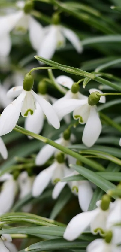 Close-up of snowdrop flowers with green leaves.