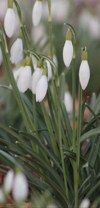 Elegant snowdrops with lush green leaves, perfect for a calming mobile wallpaper.