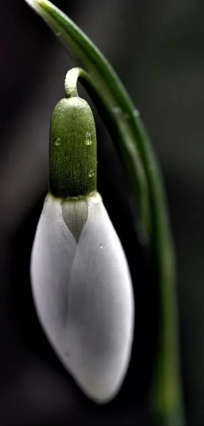 Close-up of a snowdrop flower against a dark backdrop.