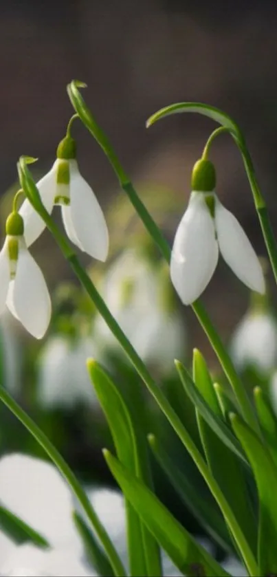 Close-up of elegant snowdrops against a natural background.