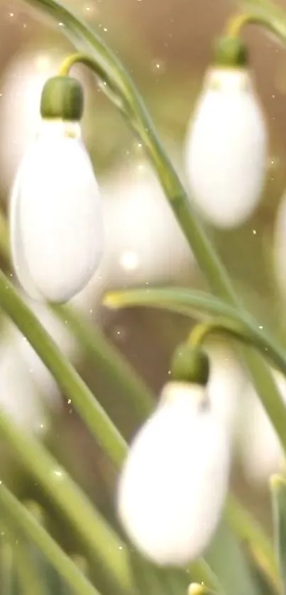 Elegant snowdrop flowers with green stems and white blooms.