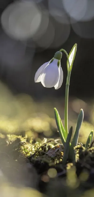 Snowdrop flower lit by sunlight amidst greenery, soft focus background.