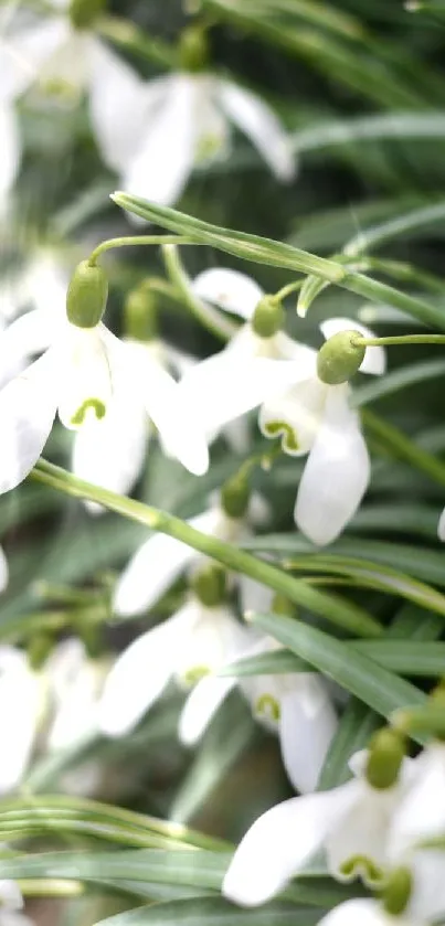 Snowdrop flowers with white petals and green leaves in a serene wallpaper design.