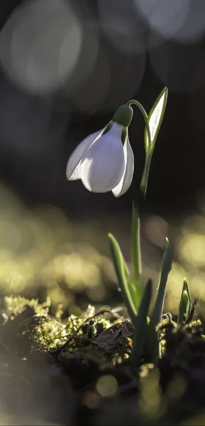 Delicate snowdrop blooming on a mossy ground in early spring with a soft bokeh background.