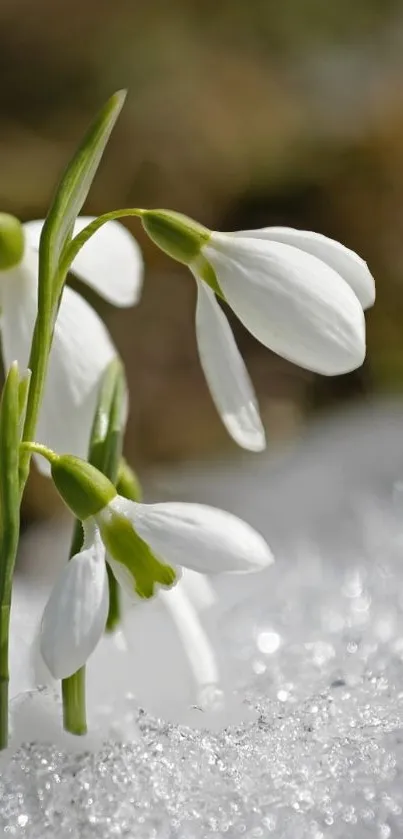 Snowdrop flowers emerging through glistening snow in a serene winter setting.