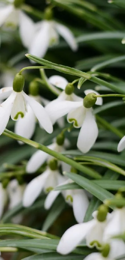 Snowdrops with green stems and white petals.