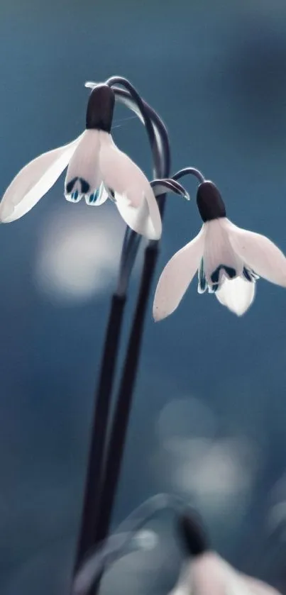 Elegant snowdrops on a soft blue background, perfect for nature-themed mobile wallpaper.