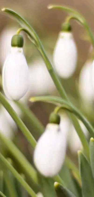 Close-up of snowdrops with green stems on a serene background.