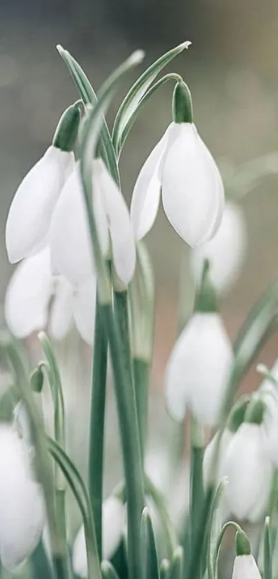 Elegant snowdrops with green leaves—perfect for a serene mobile background.