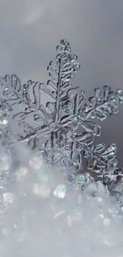 Close-up of snowflake on snow with a soft gray background.