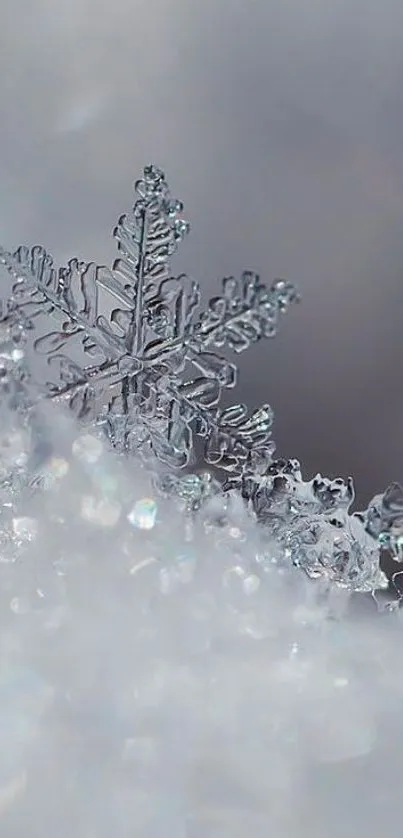 Close-up of a snowy landscape with intricate ice crystal.