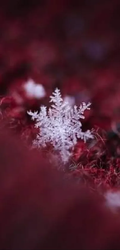 Delicate snowflake on rich red textured background, perfect for winter mobile wallpaper.