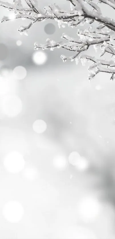 Snowy tree branches with a white serene background.