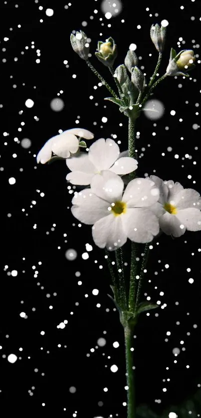 White flowers with snowy background on a dark wallpaper.