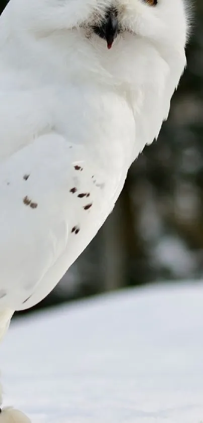 Close-up of a snowy owl in natural habitat, surrounded by snow.