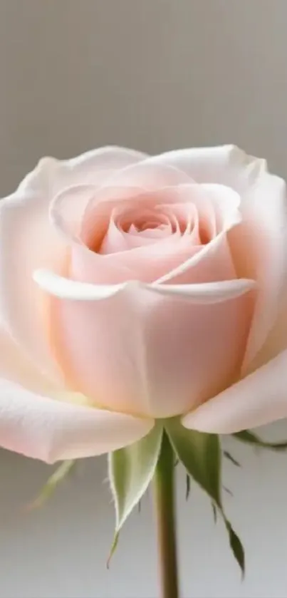 Elegant soft pink rose in full bloom with delicate petals.