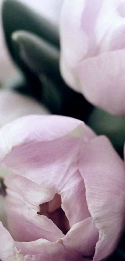 Soft pink tulips mobile wallpaper, elegant floral design.