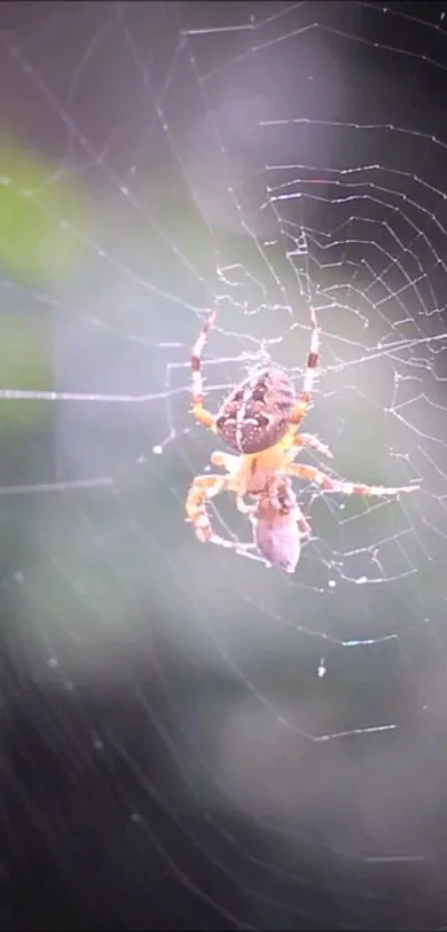 Close-up of a spider on its web with a blurred natural background.