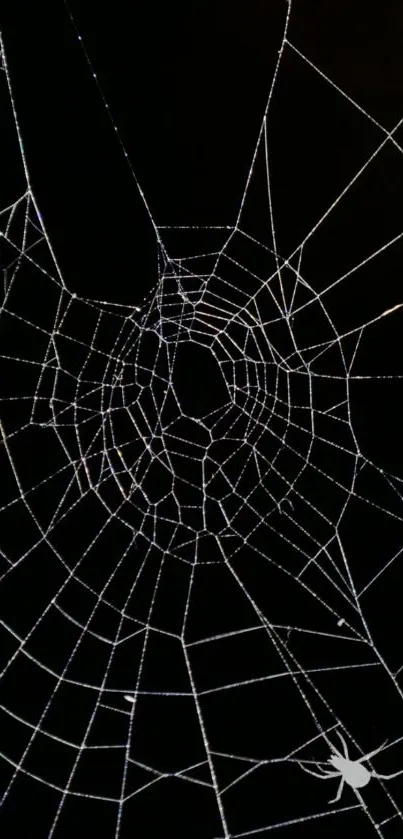 Intricate spider web on a black background wallpaper.