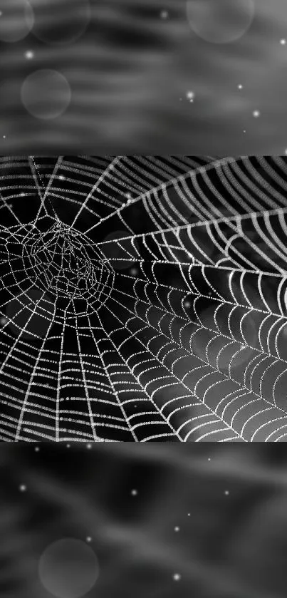 Black and white spider web on a mobile wallpaper, showing detailed web patterns.