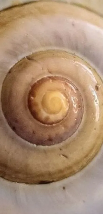 Close-up of a spiral shell with earthy tones.