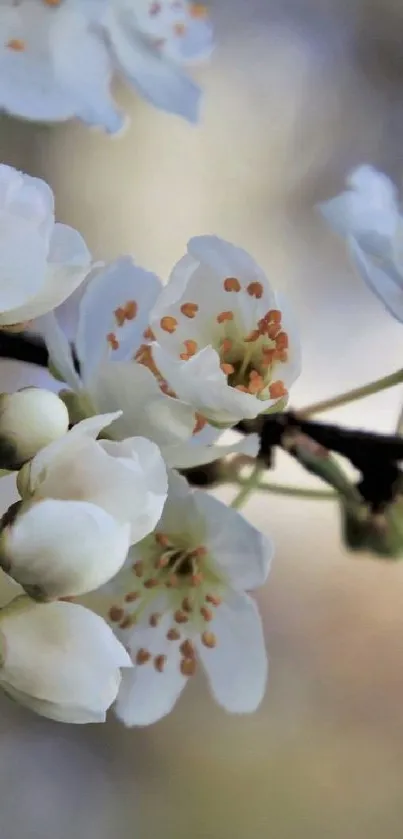 White blossoms on branches against a soft, pastel background for mobile wallpaper.