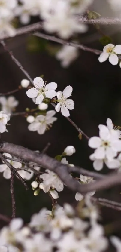 Delicate white blossoms on branches, symbolizing spring's elegance.