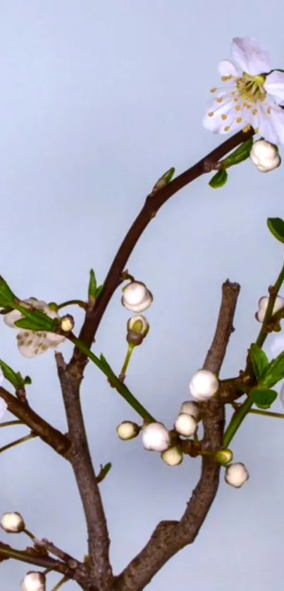 Elegant mobile wallpaper with white blossoms on a branch against a light blue background.