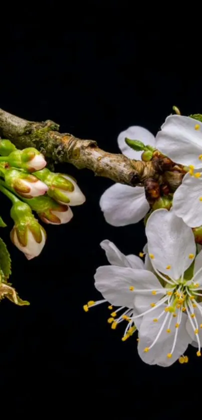 Close-up of white spring blossoms on branch with black background.