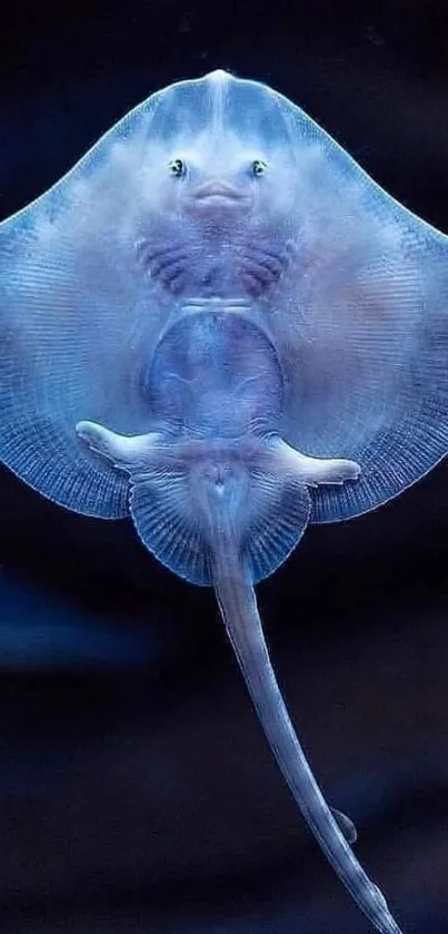 Elegant stingray swimming in deep blue ocean wallpaper.