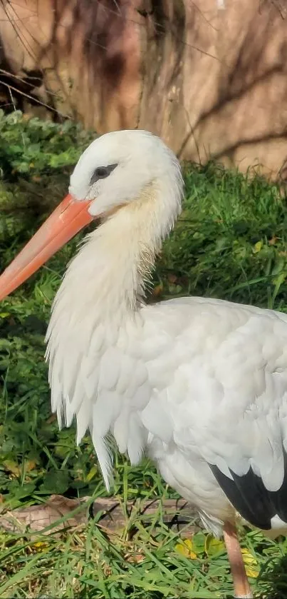 Elegant stork standing in lush green grass.