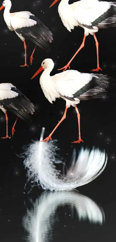 Elegant storks and white feather on black background, mobile wallpaper.