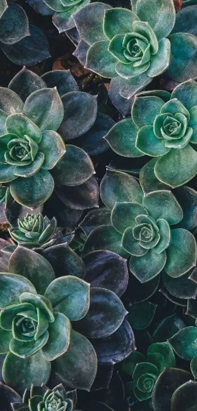 Succulent green leaves background wallpaper for mobile phone.