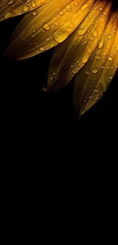 Yellow sunflower petals with dewdrops on a dark background.