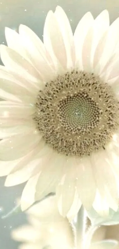 Elegant sunflower in soft pastel colors.