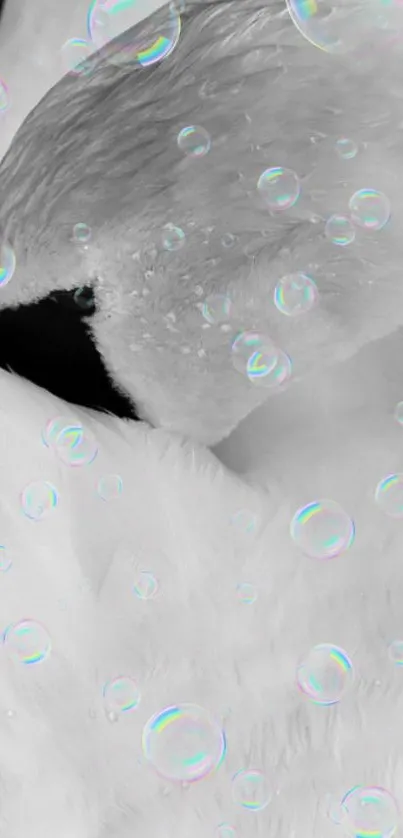 Close-up of a graceful swan with bubbles on its feathers.