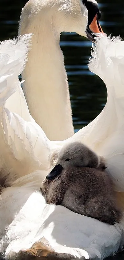 Swan with cygnets swimming on water, serene nature scene.