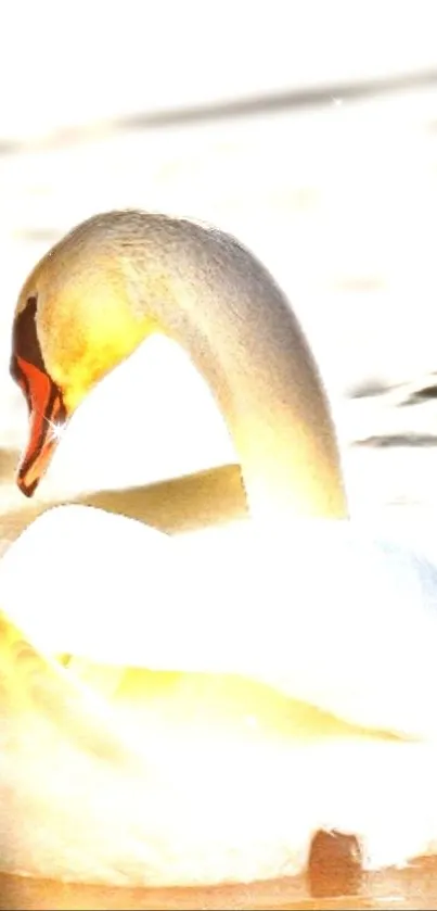 Elegant swan gliding gracefully on calm water with glowing light.